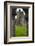 Jerpoint Abbey, County Kilkenny, Leinster, Republic of Ireland (Eire), Europe-Nico Tondini-Framed Photographic Print