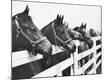 Premium Photographic Print