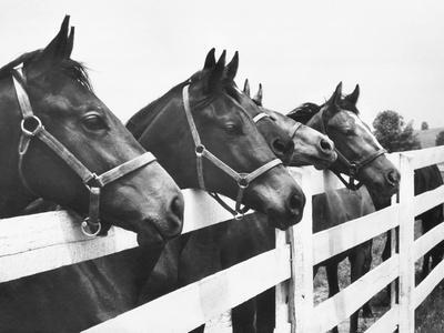 black and white horse drawings