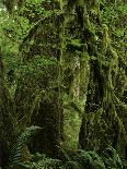 Giant Sequoias and Blooming Dogwood, Sequoia NP, California, USA-Jerry Ginsberg-Photographic Print