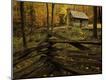Photographic Print
