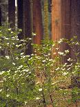 Giant Sequoias and Blooming Dogwood, Sequoia NP, California, USA-Jerry Ginsberg-Photographic Print