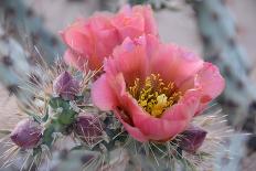 Prickly Pear Cactus with Pink Flowers-Jerry Horbert-Premier Image Canvas