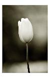 Early Morning Tulip-Jerry Koontz-Framed Giclee Print