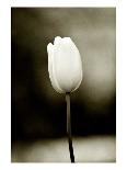 Early Morning Tulip-Jerry Koontz-Framed Giclee Print