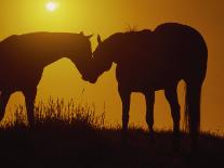 Silhouette of Horses at Sunset-Jerry Koontz-Framed Photographic Print