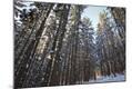 Premium Photographic Print