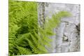 Premium Photographic Print
