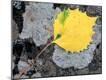 Photographic Print