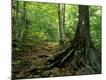 Premium Photographic Print