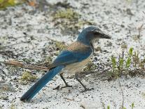 Florida Scrub Jay-JerryD-Framed Premier Image Canvas