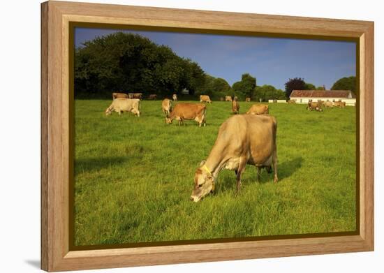 Jersey Cattle, Jersey, Channel Islands, Europe-Neil Farrin-Framed Premier Image Canvas