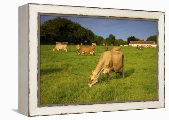 Jersey Cattle, Jersey, Channel Islands, Europe-Neil Farrin-Framed Premier Image Canvas