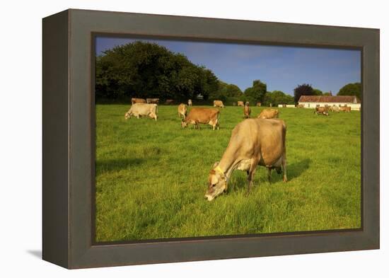 Jersey Cattle, Jersey, Channel Islands, Europe-Neil Farrin-Framed Premier Image Canvas