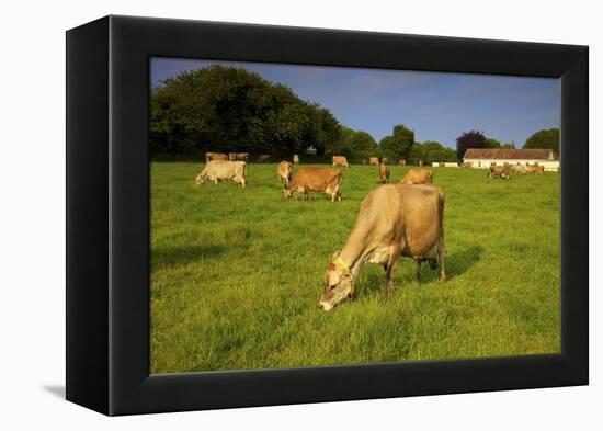 Jersey Cattle, Jersey, Channel Islands, Europe-Neil Farrin-Framed Premier Image Canvas