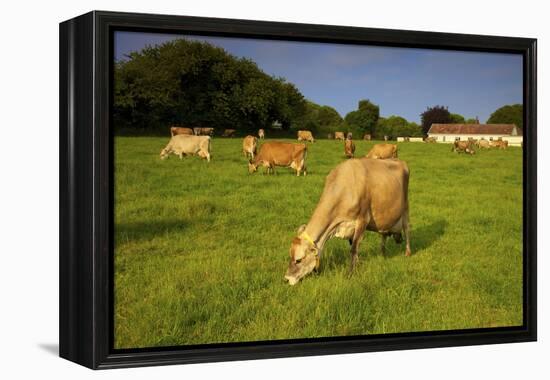 Jersey Cattle, Jersey, Channel Islands, Europe-Neil Farrin-Framed Premier Image Canvas