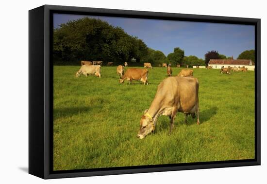 Jersey Cattle, Jersey, Channel Islands, Europe-Neil Farrin-Framed Premier Image Canvas