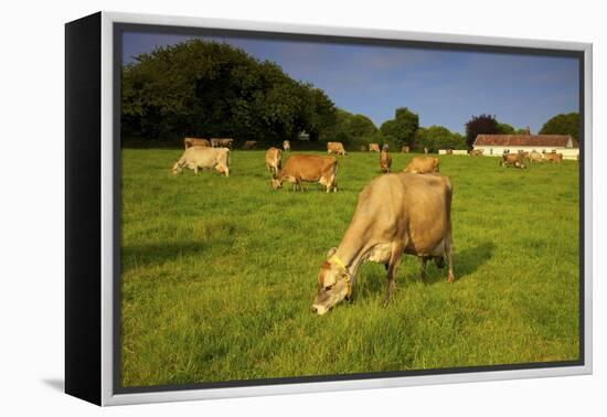 Jersey Cattle, Jersey, Channel Islands, Europe-Neil Farrin-Framed Premier Image Canvas