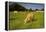 Jersey Cattle, Jersey, Channel Islands, Europe-Neil Farrin-Framed Premier Image Canvas