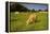 Jersey Cattle, Jersey, Channel Islands, Europe-Neil Farrin-Framed Premier Image Canvas