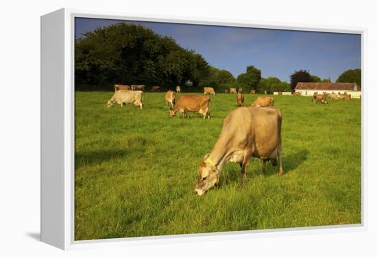 Jersey Cattle, Jersey, Channel Islands, Europe-Neil Farrin-Framed Premier Image Canvas