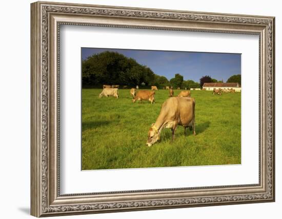 Jersey Cattle, Jersey, Channel Islands, Europe-Neil Farrin-Framed Photographic Print