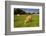 Jersey Cattle, Jersey, Channel Islands, Europe-Neil Farrin-Framed Photographic Print