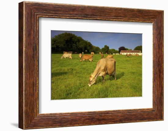 Jersey Cattle, Jersey, Channel Islands, Europe-Neil Farrin-Framed Photographic Print