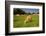 Jersey Cattle, Jersey, Channel Islands, Europe-Neil Farrin-Framed Photographic Print