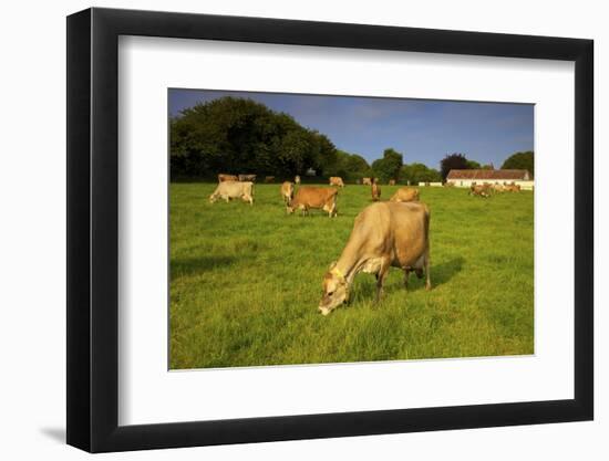 Jersey Cattle, Jersey, Channel Islands, Europe-Neil Farrin-Framed Photographic Print