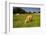 Jersey Cattle, Jersey, Channel Islands, Europe-Neil Farrin-Framed Photographic Print