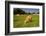 Jersey Cattle, Jersey, Channel Islands, Europe-Neil Farrin-Framed Photographic Print