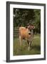 Jersey Cow-DLILLC-Framed Photographic Print