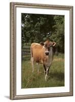 Jersey Cow-DLILLC-Framed Photographic Print