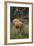 Jersey Cow-DLILLC-Framed Photographic Print