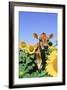Jersey Cow-null-Framed Photographic Print