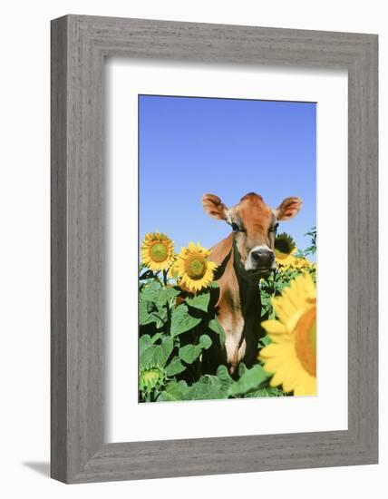 Jersey Cow-null-Framed Photographic Print