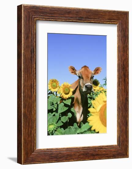 Jersey Cow-null-Framed Photographic Print