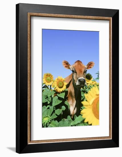 Jersey Cow-null-Framed Photographic Print