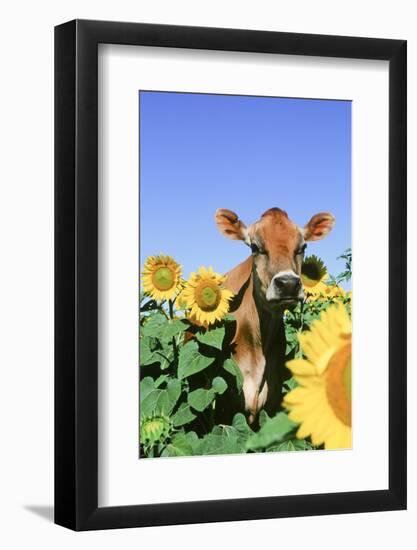 Jersey Cow-null-Framed Photographic Print