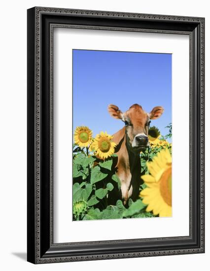 Jersey Cow-null-Framed Photographic Print