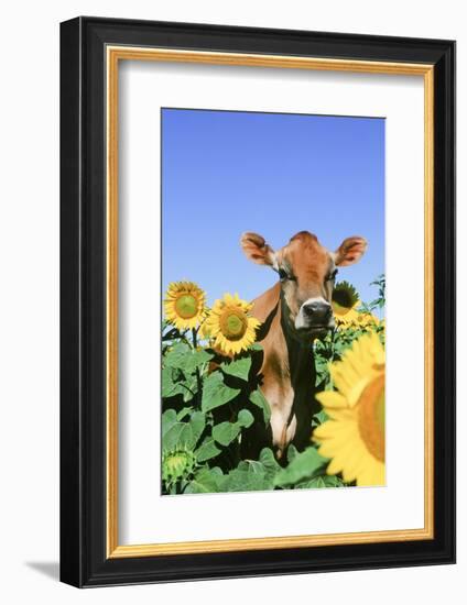 Jersey Cow-null-Framed Photographic Print