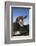 Jersey Cow-Lynn M^ Stone-Framed Photographic Print