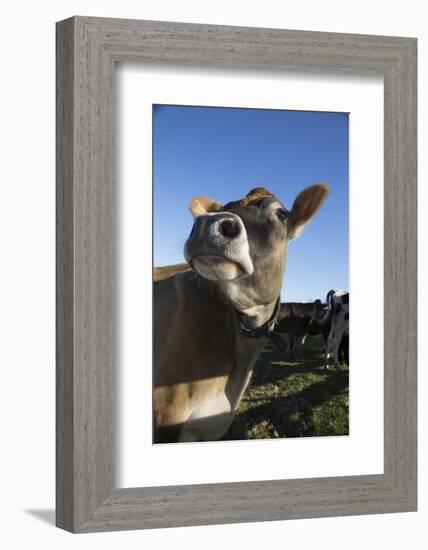 Jersey Cow-Lynn M^ Stone-Framed Photographic Print