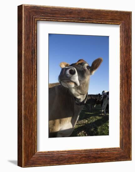 Jersey Cow-Lynn M^ Stone-Framed Photographic Print