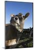 Jersey Cow-Lynn M^ Stone-Mounted Photographic Print