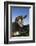 Jersey Cow-Lynn M^ Stone-Framed Photographic Print