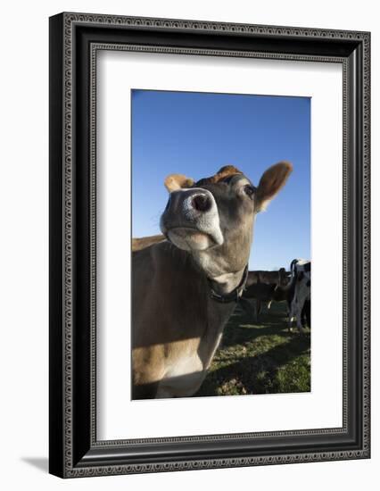 Jersey Cow-Lynn M^ Stone-Framed Photographic Print