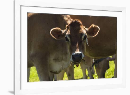 Jersey Cow-Brenda Petrella Photography LLC-Framed Giclee Print