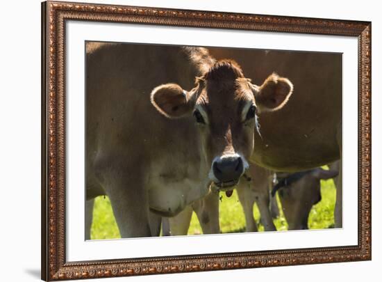 Jersey Cow-Brenda Petrella Photography LLC-Framed Giclee Print